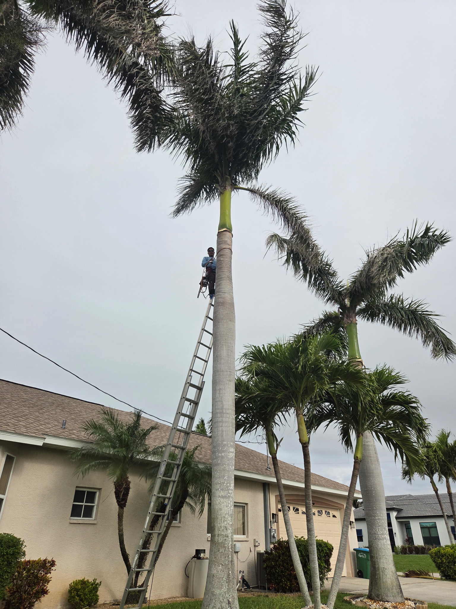 Palm tree trimming Southwest Florida